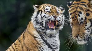 Their speed and agility give the tiger the title of top predator, over the larger but slower grizzly bear. Wallpaper Teeth Aggression Tiger Predator Tigers Wallpapers Hd