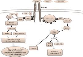 To identify some of the genetic pathways involved in its longevity. Biology Of Frailty Modulation Of Ageing Genes And Its Importance To Prevent Age Associated Loss Of Function Sciencedirect