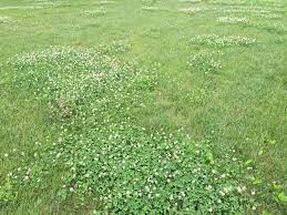 While it won't kill the clover directly, raking your lawn before mowing will help the mower get the clover (look, a rhyme!) and damage it. White Clover Exploding In Lawns Msu Extension