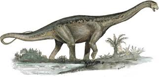 Titanosaurus ('titanic lizard') is a dubious genus of sauropod dinosaurs, first described by richard lydekker in 1877. Titanosaurus Everything Dinosaurs
