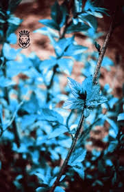 We did not find results for: Beautiful Blue Colour Leaf Cb Picsart Editing Background Full Hd Free Download