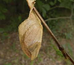 The Luna Moth Actias Luna Is A Lime Green Nearctic Saturniid Moth In The Family Saturniidae Subfamily Saturniinae Description F Moth Cocoon Luna Moth Moth