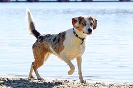 Maybe you would like to learn more about one of these? Australian Shepherd Und Beagle Ist Das Nicht Eine Unheimlich Anstrengende Mischung Herzenshuendinnen