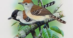 Image result for Sartidia angolensis