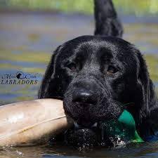 Outstanding boston terrier puppies for sale oregon, oregon city. Northwest Classic Labrador Retrievers Home Facebook