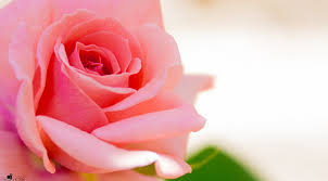 Discover free hd pink rose png images. Pinkrose 1080p 2k 4k 5k Hd Wallpapers Free Download Wallpaper Flare