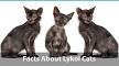 Available Lykoi Kittens For Sale & Cats For Adoption