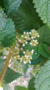 Image result for Laportea alatipes