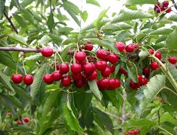 Minnie royal cherries are small to medium in size, averaging around two centimeters in diameter, and have a uniform, round to slight cordate shape. Minnie Royal Sapo
