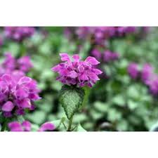 Japanese spurge (zones 4 to 8) is considered a foliage plant. Purple Dragon Lamium Creeping Lamium Very Hardy Shade Live Plant Quart Pot Walmart Com Walmart Com
