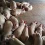 Pig farm maharashtra Ahmednagar from m.indiamart.com