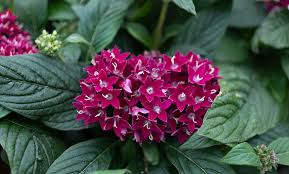 Image result for Pentas