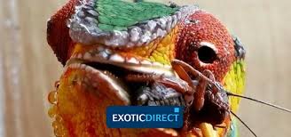 Crickets are basically omnivores and feed on anything, which is usually organic material, plant decay, grass, fruits, fungi, seedlings, and they like to burrow into the undergrowth of wooded areas, where there's plenty of food as well as shelter from predators. What Do Chameleons Eat Exoticdirect