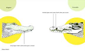If your father earned $100,000; Crocodiles Vs The Health Awareness Center Mumbai Facebook