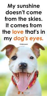 When We Look In Our Dog S Eyes We Just See Pure Unconditional Love Short Dog Quotes Dog Quotes Dog Poems