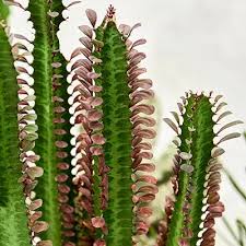 Image result for Euphorbia