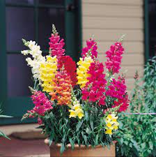 Pin On Gardens