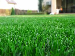 We did not find results for: All About Scotts Provista St Augustine Sod Duda Sod