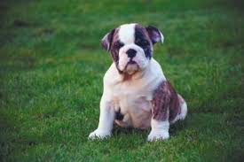I have a olde english bulldog and even though they have short hair doesn't mean they don't shed! The Treatment For Excessive Shedding In An English Bulldog Puppy