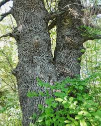 Image result for Landolphia foretiana