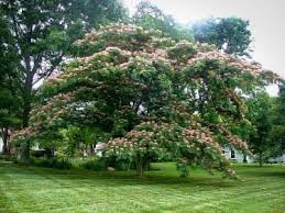 Its flowers are pink and are produced in clusters. The Mimosa Tree Complete Guide The Tree Center