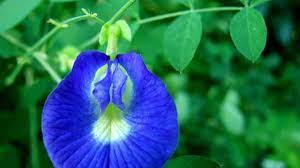 Manfaat tanaman tunjung biru toko anget mas : Kembang Telang Si Biru Nan Cantik Yang Memiliki 8 Manfaat Bagi Kesehatanmu