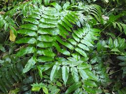 Image result for Stenochlaena