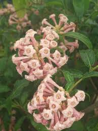 Image result for Cestrum × cultum