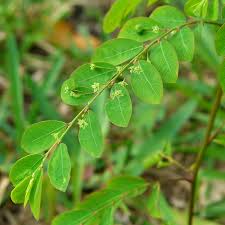 Image result for Phyllanthus tenuis