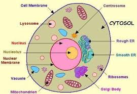 Medical Terminology Flash Cards Semi Fluid Material Surrounding Organelles Contains Enzymes That Cell Model Animal Cell Animal Cell Project