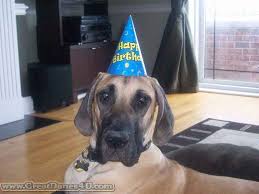 A great dane gave birth to 19 healthy puppies saturday morning in arizona, with a little help from an animal hospital. Maximus A Fawn Great Dane In Chicago Turns 1 Year Old Poor Puppy Has To Wear A Party Hat Great Dane Puppy Great Dane Puppies