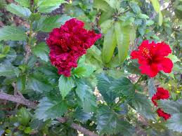 See more ideas about beautiful flowers images, flower images, vintage illustration. Why Is There Different Types Of Flowers In The Same Branch Of A Plant