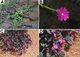 Image result for Lophiocarpus polystachyus