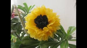 Check spelling or type a new query. Recycle Plastic Bags Sunflower Youtube