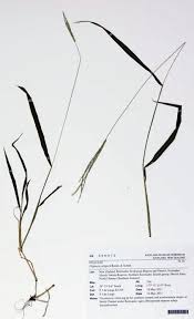 Image result for Digitaria seriata