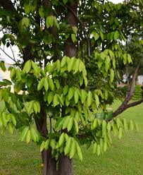 Image result for Sphaerocoryne gracilis