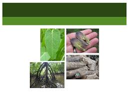 Penyebab dan gejala asam urat di telapak tangan. Pengelasan Tumbuhan Sains Tingkatan 2 Biodiversiti