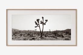 Black And White Nature Art Prints Joshua Tree Print Black And White Photography Tree Wall Art Bedroom Canvas Art Panoramic Large Wall Art Southwestern Desert Photo Tree Wall Art Nature Photography Trees Etsy Wall Art