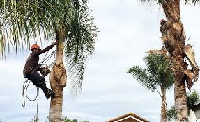 The average nationwide cost of palm tree trimming is $637.5 0 per palm tree. How To Remove A Palm Tree Vox