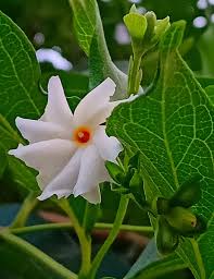 Image result for Triumfetta angolensis