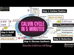 Calvin Cycle Or Light Independent Reaction Of Photosynthesis Easy To Understand In 5 Minutes Yo Photosynthesis Light Independent Reactions Biology Notes