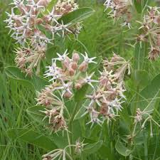 Image result for Asclepias graminifolia