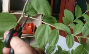 Daunnya sangat berguna bagi kesehatan dan kecantikan. Cara Tanam Bidara Kampung Dari Dahan 100 Menjadi My Info Berita