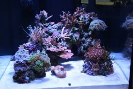 Home » aquarium » aquascape » designs » marine » 17+ best ideas about reef aquascaping on aquascape hobbyists trade vegetation, conduct contests, and show photographs and information via. Pin On Fish