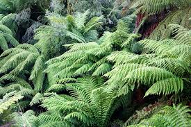 Image result for Cyathea cf. humilis