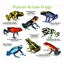 Poison Frogs Archives Brooke Claire 6 Yr Old Bloggers