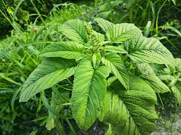 Image result for Amaranthus spinosus