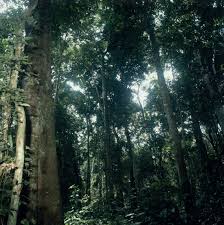 Image result for Ficus saussureana