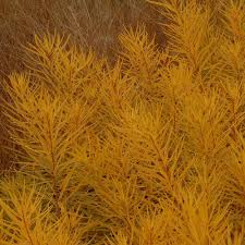 It is native to the central midwest. Butterscotch Amsonia Plants For Sale Blue Star Free Shipping