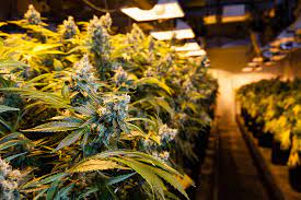 Learn how to start your own medical marijuana dispensary and whether it is the right fit for you. So You Want To Start A Cannabis Business Advice For The Absolute Beginner